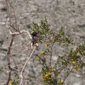 hummingbird-Costas-Hawk-Canyon-2009-03-08-IMG 2383