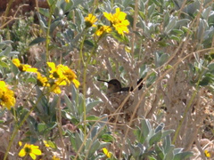 hummingbird-nesting-Hawk-Canyon-2009-03-08-IMG 2354