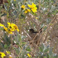 hummingbird-nesting-Hawk-Canyon-2009-03-08-IMG 2354