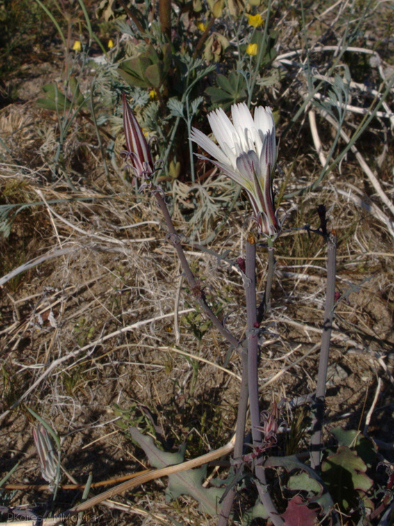 indet-asteraceae-white-Slot-Canyon-Area-2009-03-08-IMG 2302