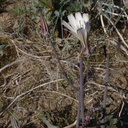 indet-asteraceae-white-Slot-Canyon-Area-2009-03-08-IMG 2302