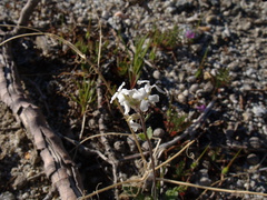indet-tiny-white-flowered-fuzzy-herbaceous-Mine-Wash-2009-03-06-IMG 1909