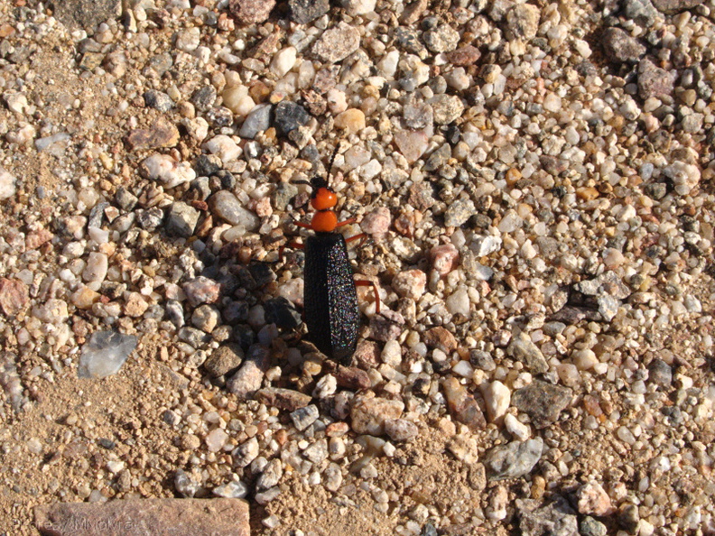 insect-red-black-inch-long-Slot-Canyon-area-2009-03-07-IMG_2233.jpg