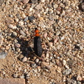 insect-red-black-inch-long-Slot-Canyon-area-2009-03-07-IMG 2233