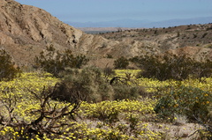 view-flowering-fields-Hawk-Canyon-afternoon2009-03-08-CRW 7938
