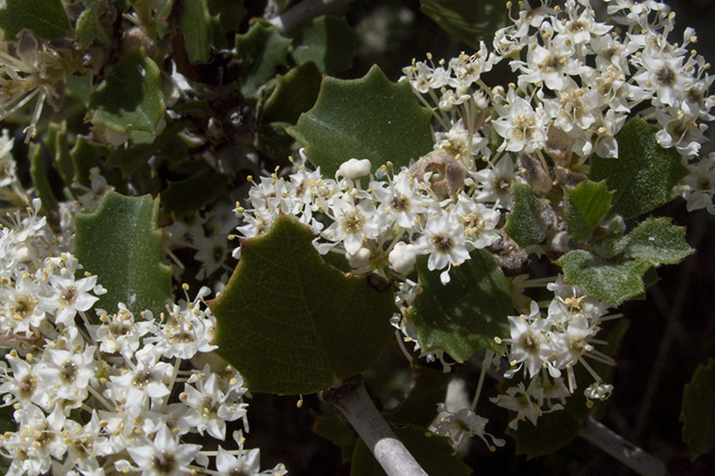Ceanothus-greggii-var-perplexans-cupped-leaf-Hwy78-nr-Anza-Borrego-2010-03-29-IMG_4083.jpg