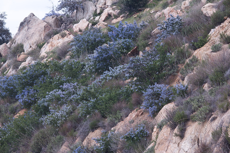 Ceanothus-sp-covering-rocky-slope-blue-flowered-Hwy78-nr-San-Felipe-Rd-Anza-Borrego-2010-03-30-IMG_0217.jpg