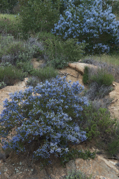 Ceanothus-sp-covering-rocky-slope-blue-flowered-Hwy78-nr-San-Felipe-Rd-Anza-Borrego-2010-03-30-IMG_0222.jpg