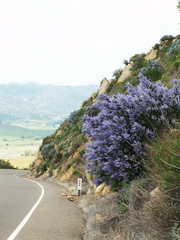 Ceanothus-sp-covering-rocky-slope-blue-flowered-Hwy78-nr-San-Felipe-Rd-Anza-Borrego-2010-03-30-IMG 4350