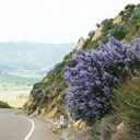 Ceanothus-sp-covering-rocky-slope-blue-flowered-Hwy78-nr-San-Felipe-Rd-Anza-Borrego-2010-03-30-IMG 4350