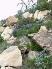 Ceanothus-sp-covering-rocky-slope-blue-flowered-Hwy78-nr-San-Felipe-Rd-Anza-Borrego-2010-03-30-IMG 4352