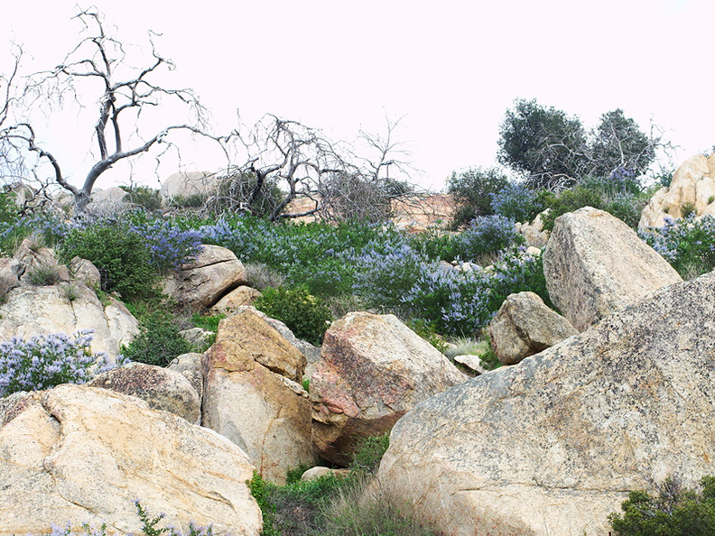 Ceanothus-sp-covering-rocky-slope-blue-flowered-Hwy78-nr-San-Felipe-Rd-Anza-Borrego-2010-03-30-IMG_4355.jpg