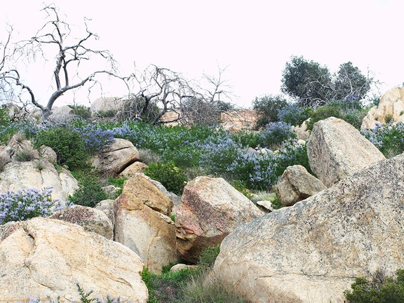 Ceanothus-sp-covering-rocky-slope-blue-flowered-Hwy78-nr-San-Felipe-Rd-Anza-Borrego-2010-03-30-IMG 4355