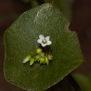 Claytonia-perfoliata-miners-lettuce-Hwy78-nr-Anza-Borrego-2010-03-29-IMG 0038