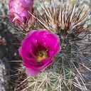 Echinocereus-engelmannii-hedgehog-cactus-Mountain-Palm-Springs-Anza-Borrego-2010-03-30-IMG 0137