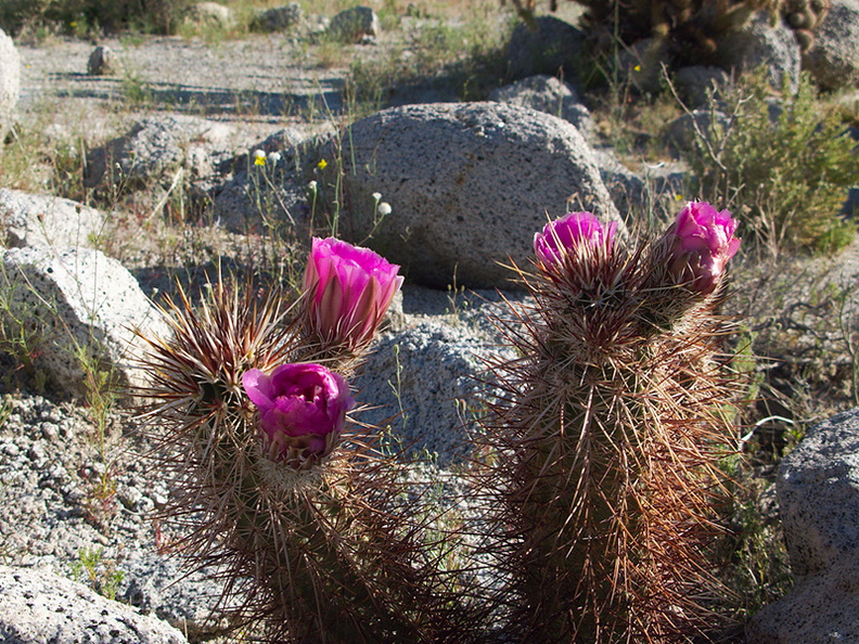 Echinocereus-engelmannii-hedgehog-cactus-Mountain-Palm-Springs-Anza-Borrego-2010-03-30-IMG_4237.jpg