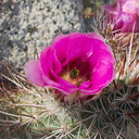 Echinocereus-engelmannii-hedgehog-cactus-Mountain-Palm-Springs-Anza-Borrego-2010-03-30-IMG 4241