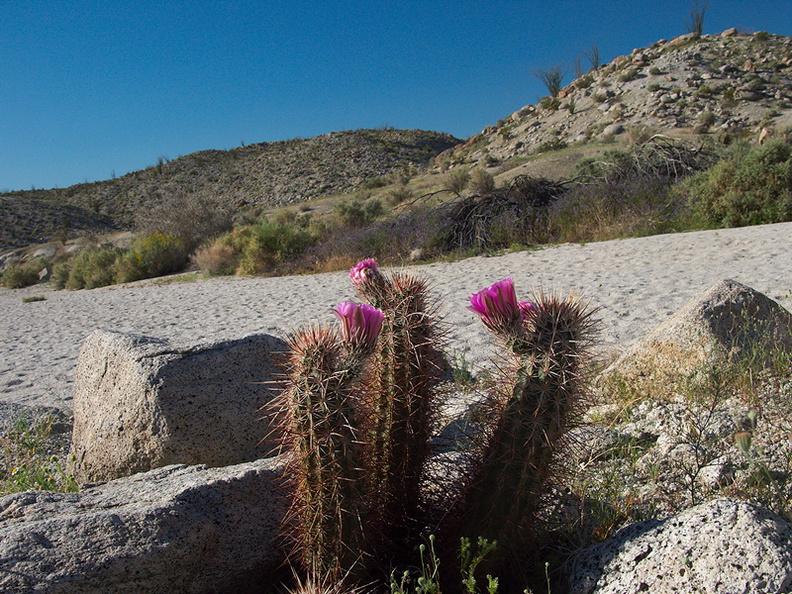Echinocereus-engelmannii-hedgehog-cactus-Mountain-Palm-Springs-Anza-Borrego-2010-03-30-IMG_4257.jpg