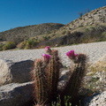 Echinocereus-engelmannii-hedgehog-cactus-Mountain-Palm-Springs-Anza-Borrego-2010-03-30-IMG 4257