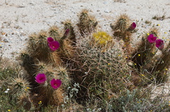 Echinocereus-engelmannii-hedgehog-cactus-around-blooming-barrel-cactus-S2-nr-Agua-Caliente-Anza-Borrego-2010-03-30-IMG 0184