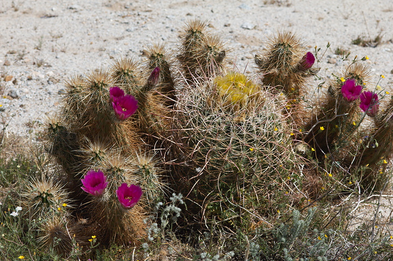 Echinocereus-engelmannii-hedgehog-cactus-around-blooming-barrel-cactus-S2-nr-Agua-Caliente-Anza-Borrego-2010-03-30-IMG_0184.jpg