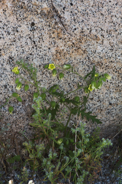 Emmenanthe-penduliflora-whispering-bells-Mountain-Palm-Springs-Anza-Borrego-2010-03-30-IMG_0145.jpg
