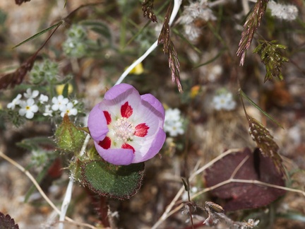 Eremalche-rotundifolia-desert-five-spot-Slot-Canyon-track-Anza-Borrego-2010-03-30-IMG 0203