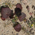 Eremalche-rotundifolia-desert-five-spot-leaves-nr-Slot-Canyon-Anza-Borrego-2010-03-30-IMG_4326.jpg