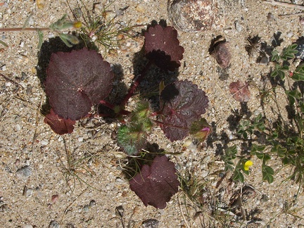 Eremalche-rotundifolia-desert-five-spot-leaves-nr-Slot-Canyon-Anza-Borrego-2010-03-30-IMG 4326