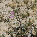Eremalche-rotundifolia-large-plant-nr-Slot-Canyon-Anza-Borrego-2010-03-30-IMG 4342