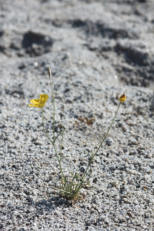 Eschscholtzia-glyptosperma-desert-gold-poppy-Mountain-Palm-Springs-Anza-Borrego-2010-03-30-IMG 0155