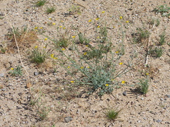 Eschscholtzia-glyptosperma-desert-gold-poppy-nr-Slot-Canyon-Anza-Borrego-2010-03-30-IMG 4345