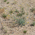 Eschscholtzia-glyptosperma-desert-gold-poppy-nr-Slot-Canyon-Anza-Borrego-2010-03-30-IMG_4345.jpg