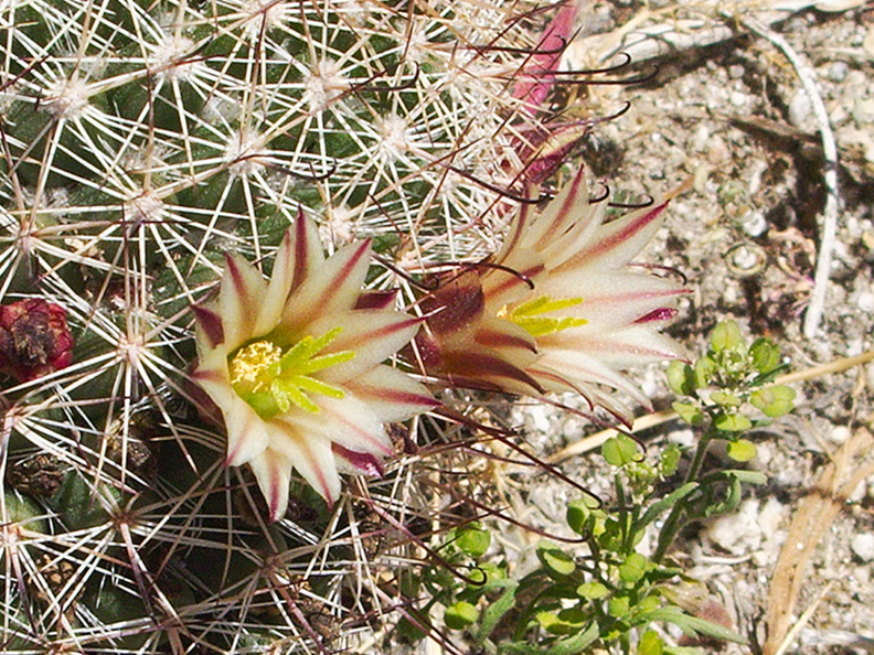 Escobaria-vivipara-foxtail-cactus-Box-Canyon-Anza-Borrego-2010-03-30-IMG_4318.jpg