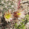 Escobaria-vivipara-foxtail-cactus-Box-Canyon-Anza-Borrego-2010-03-30-IMG 4318