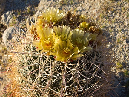 Ferocactus-cylindraceus-lecontei-barrel-cactus-Mountain-Palm-Springs-Anza-Borrego-2010-03-30-IMG 4213