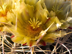 Ferocactus-cylindraceus-lecontei-barrel-cactus-Mountain-Palm-Springs-Anza-Borrego-2010-03-30-IMG 4216