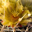 Ferocactus-cylindraceus-lecontei-barrel-cactus-Mountain-Palm-Springs-Anza-Borrego-2010-03-30-IMG 4216