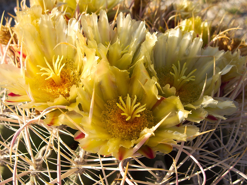 Ferocactus-cylindraceus-lecontei-barrel-cactus-Mountain-Palm-Springs-Anza-Borrego-2010-03-30-IMG_4217.jpg
