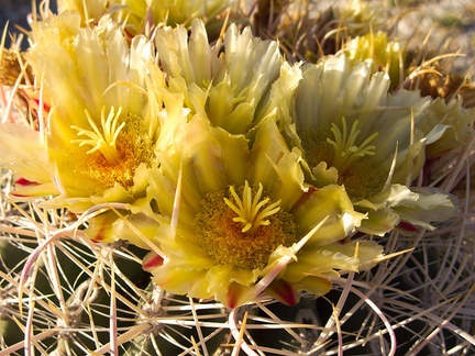 Ferocactus-cylindraceus-lecontei-barrel-cactus-Mountain-Palm-Springs-Anza-Borrego-2010-03-30-IMG 4217