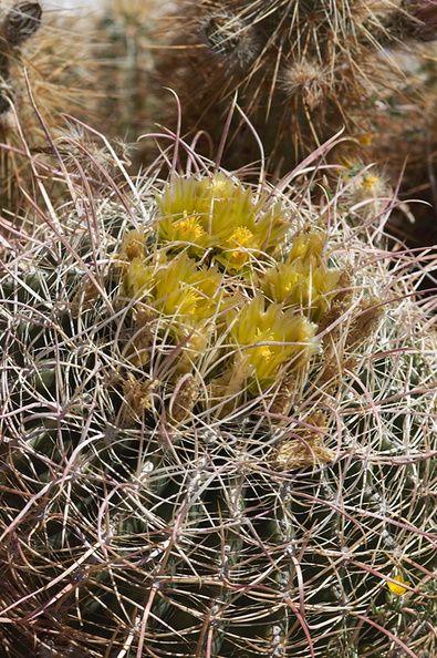 Ferocactus-cylindraceus-lecontei-barrel-cactus-yellow-flowers-S2-nr-Agua-Caliente-Anza-Borrego-2010-03-30-IMG 0178