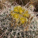 Ferocactus-cylindraceus-lecontei-barrel-cactus-yellow-flowers-S2-nr-Agua-Caliente-Anza-Borrego-2010-03-30-IMG 0178
