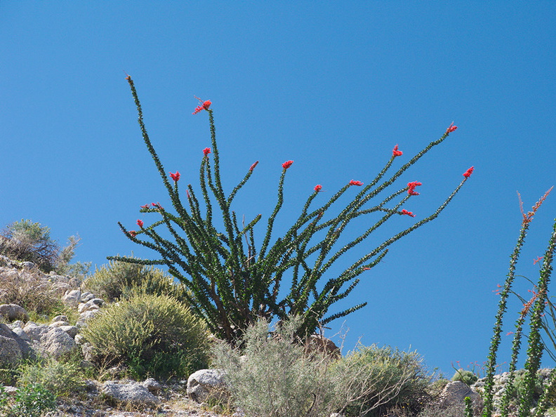 Fouquieria-splendens-ocotillo-flowering-Mountain-Palm-Springs-Anza-Borrego-2010-03-30-IMG_4279.jpg