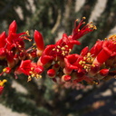 Fouquieria-splendens-ocotillo-flowers-nr-Slot-Canyon-Anza-Borrego-2010-03-30-IMG 4329