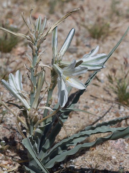 Hersperocallis-undulata-desert-lily-Slot-Canyon-track-Anza-Borrego-2010-03-30-IMG_0212.jpg