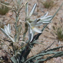 Hersperocallis-undulata-desert-lily-Slot-Canyon-track-Anza-Borrego-2010-03-30-IMG 0212
