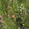 Juniperus-californica-Morteros-Anza-Borrego-2010-03-29-IMG 4111