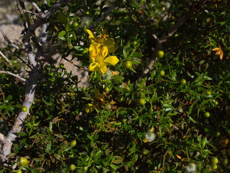 Larrea-tridentata-creosote-bush-Mountain-Palm-Springs-Anza-Borrego-2010-03-30-IMG_4251.jpg