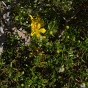 Larrea-tridentata-creosote-bush-Mountain-Palm-Springs-Anza-Borrego-2010-03-30-IMG 4251