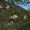 Larrea-tridentata-creosote-bush-fruits-Morteros-Anza-Borrego-2010-03-29-IMG 4125